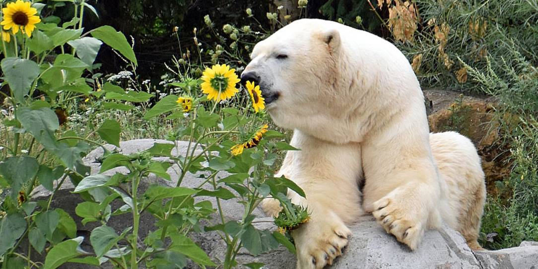 Weißer Bär berührt mit seiner Schnauze eine gelbe Sonnenblume