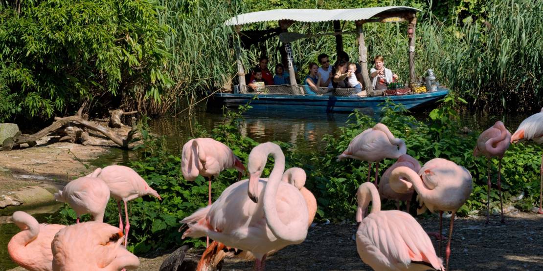Flamingos im Erlebnis Zoo Hannover
