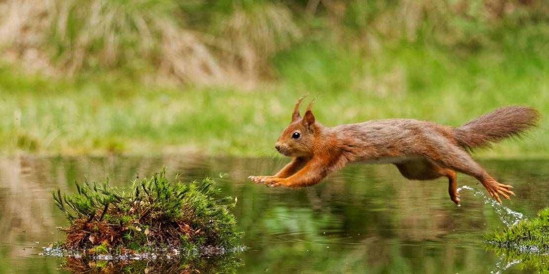 Ein Eichhörnchen springt über eine Wasserfläche