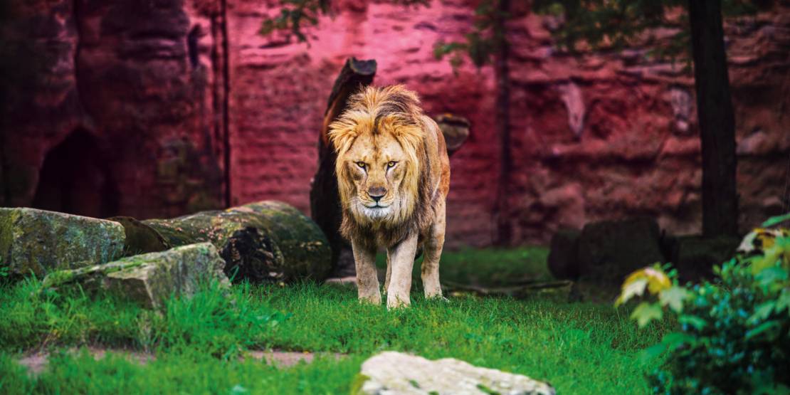 Löwe im Erlebnis-Zoo