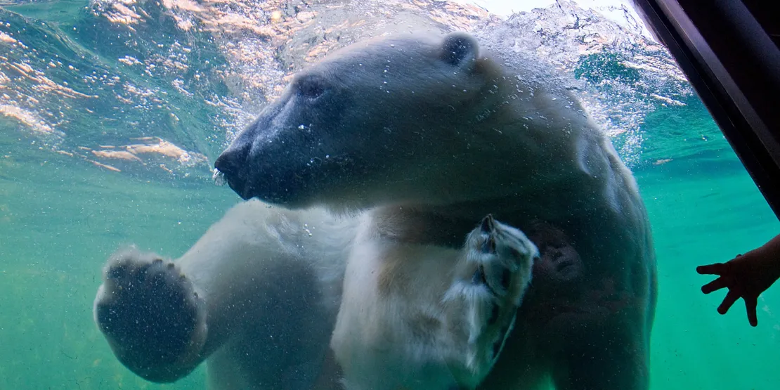 Un ours polaire sous l'eau