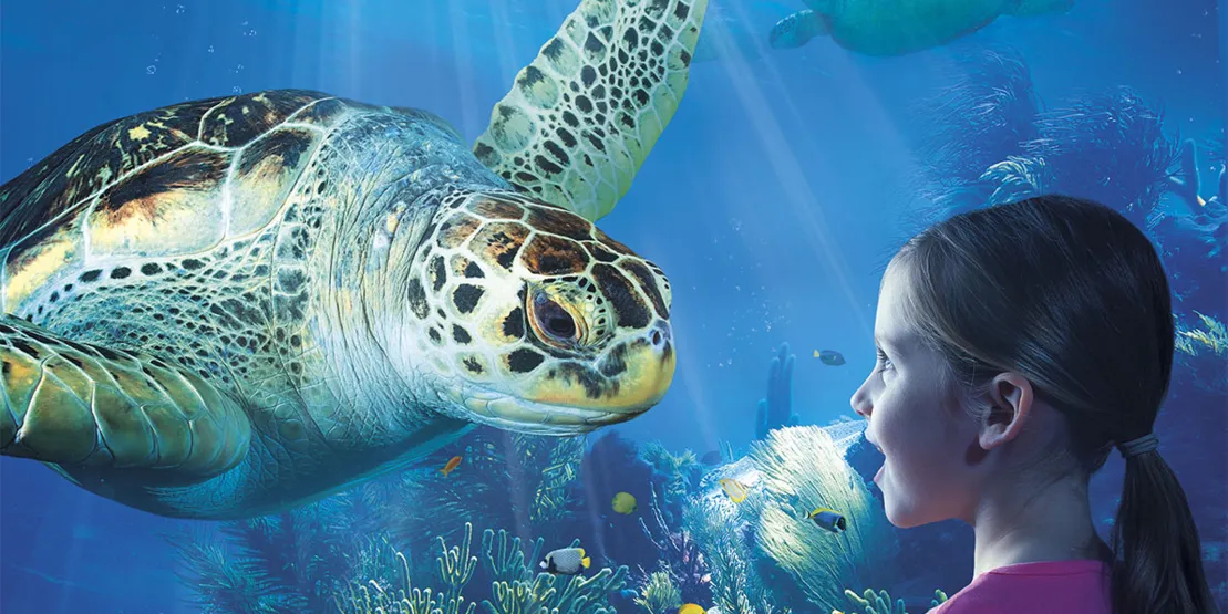 Sea Life
