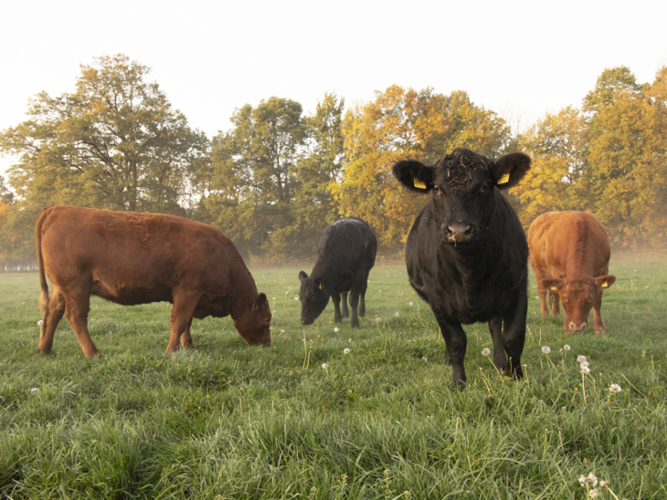 Cows in the pasture.