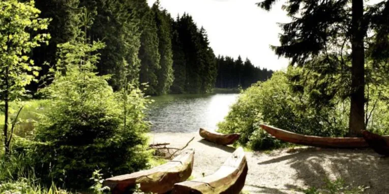 Sun-drenched forest lake with carved wooden boats on the shore, surrounded by dense coniferous forest and green vegetation.