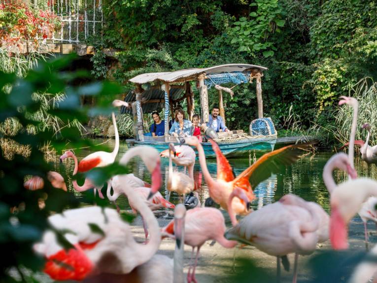 Flamingos am Sambesi im Erlebnis Zoo Hannover