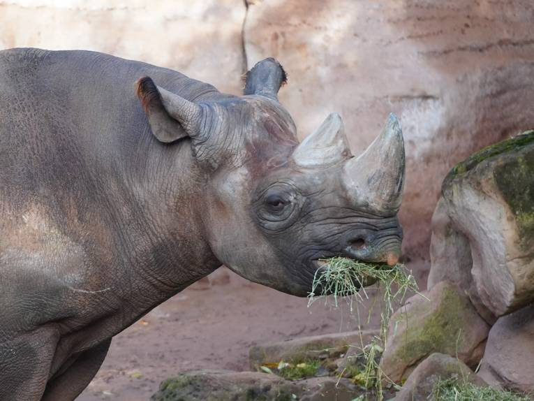Spitzmaulnashorn „Kito“ aus dem Erlebnis-Zoo Hannover