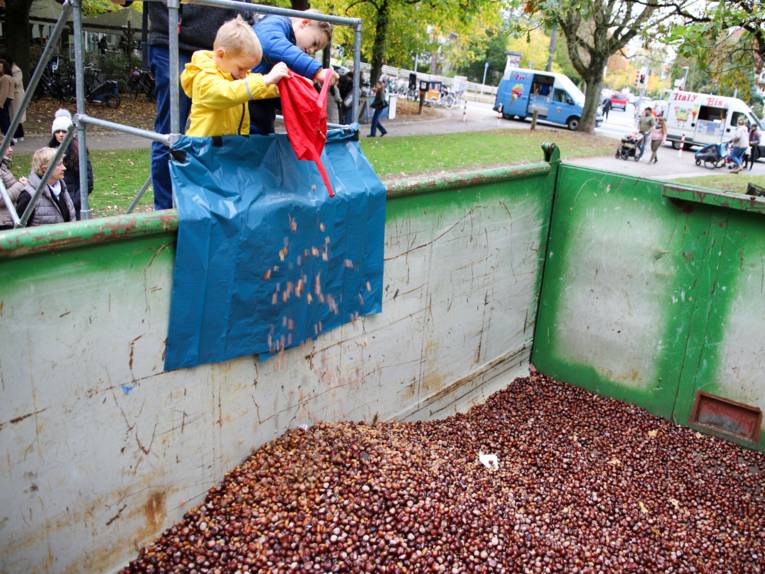 Kinder, die Kastanien und Eicheln in einen großen Container kippen.