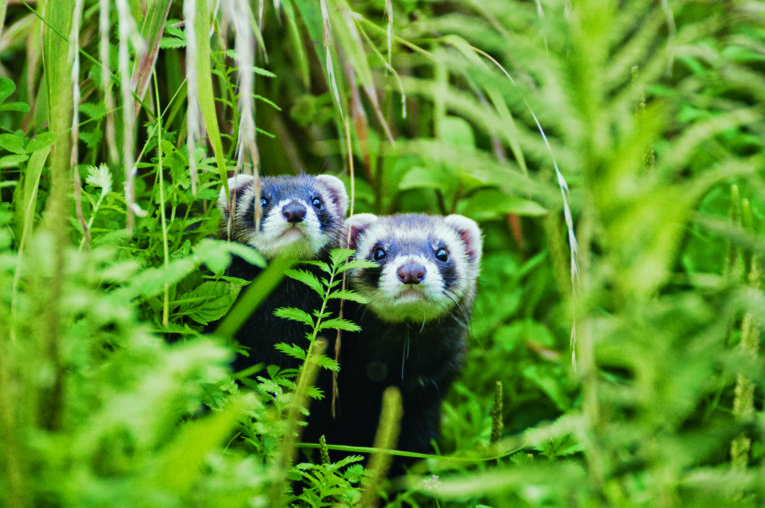 Wisentgehege Springe