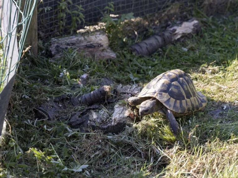 Schildkr&ouml;te in einem eingefriedeten Bereich