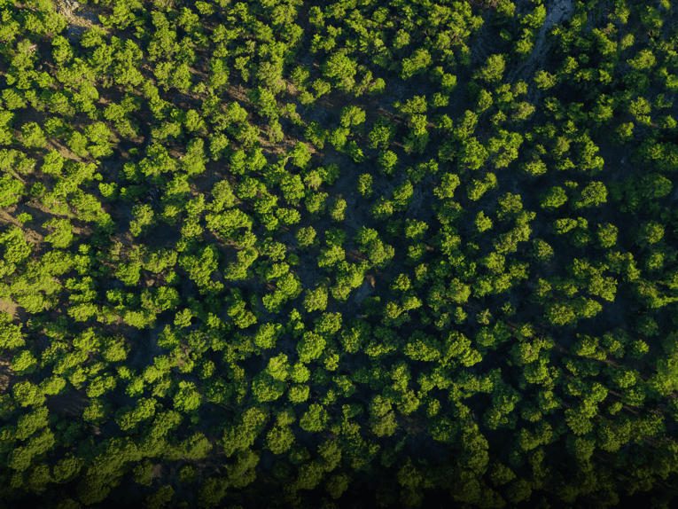 Eilenriede-Wald von oben