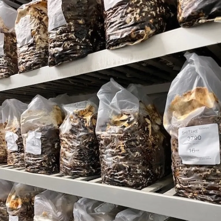 Langes Hof, Shitake