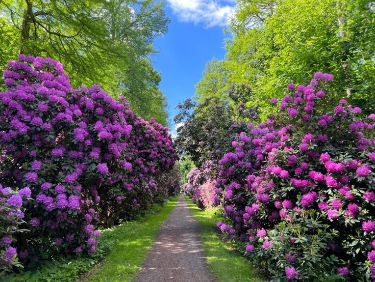 Rhododendron Allee im Hagenburger Schlosspark