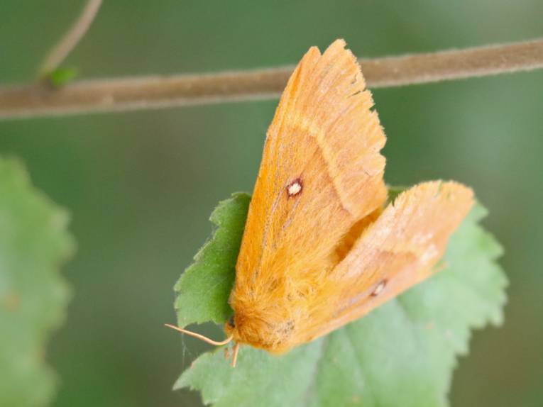 Ein Schmetterling sitzt auf einem Blatt.