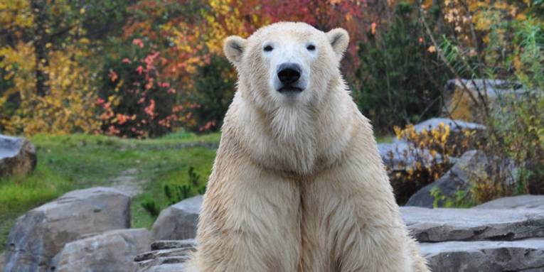 Eisbär im Erlebnis-Zoo Hannover