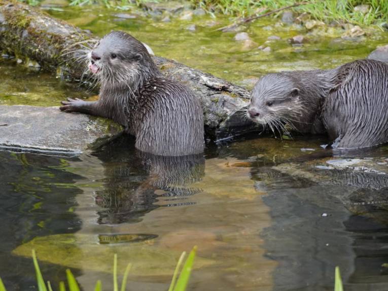 Twee otters in een vijver.