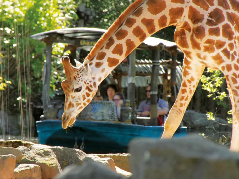 Giraffe at the Hannover Adventure Zoo