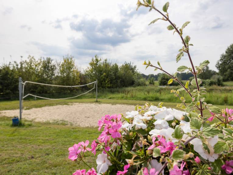 Im Vordergrund blühende Geranien, dahinter ein Beachvolleyballfeld