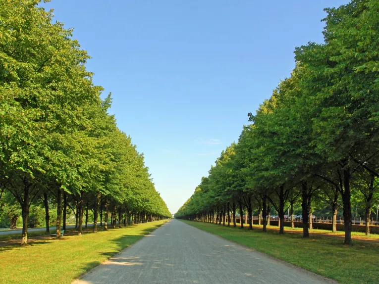 Die Allee im Georgengarten