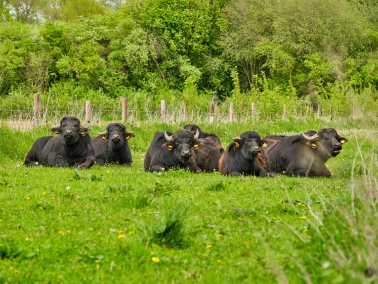 Tierische Landschaftspfleger: Eine Wasserb&uuml;ffelherde sorgt f&uuml;r Artenvielfalt in den Ihmeauen