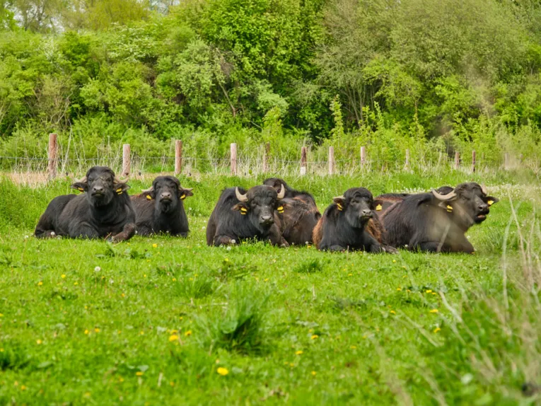 Tierische Landschaftspfleger: Eine Wasserb&uuml;ffelherde sorgt f&uuml;r Artenvielfalt in den Ihmeauen