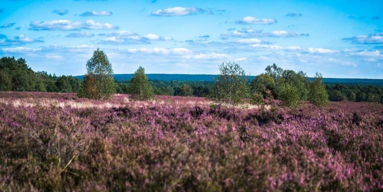 Lüneburger Heide