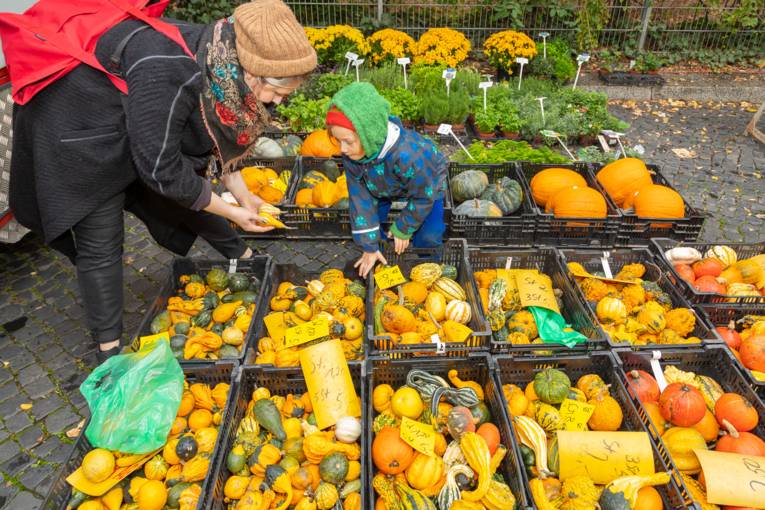 Ein Kind und seine Mutter suchen K&uuml;rbisse aus.