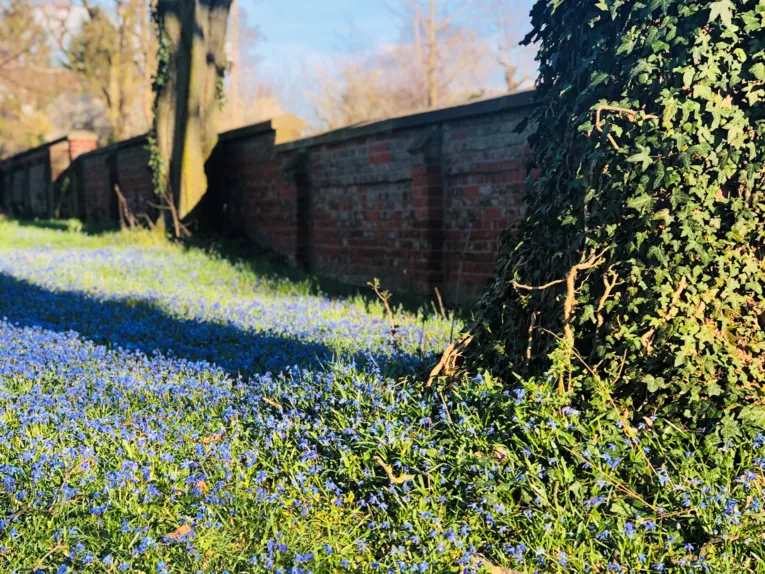 Scilla-blomst på Lindener Berg