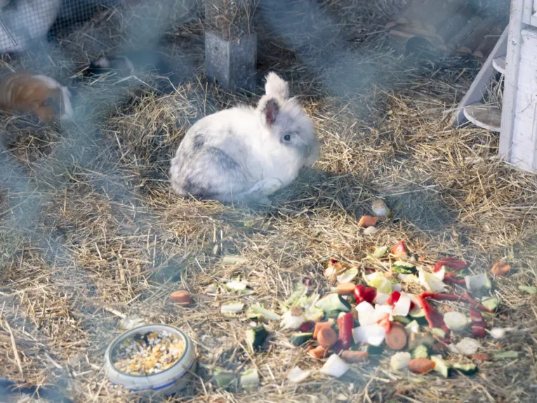 Eingefriedeter Bereich mit Gem&uuml;sest&uuml;ckchen, ein Kanninchen, ein Meerschweinchen