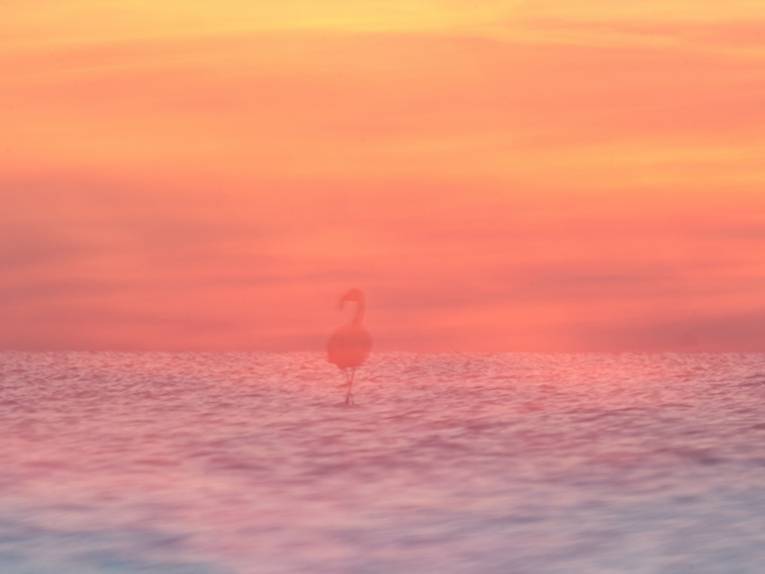 Zu sehen ist eine Fotografie vom Anja Mickel: Ein Gewässer erstreckt sich bis zum Horizont, ein halb transparenter Flamingo ist in der untergehenden roten Abenddämmerung zu sehen.