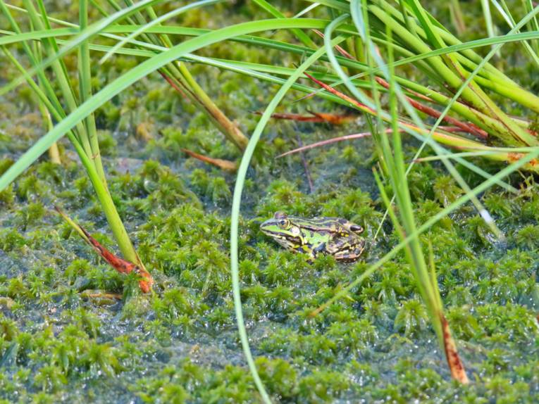 Ein schwarzgrüner Frosch sitzt auf einer moosigen Wasseroberfläche.