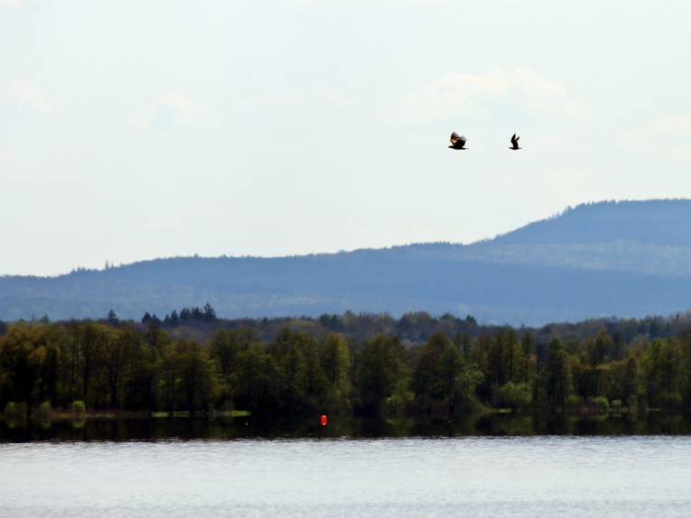 Am Himmel über dem Steinhuder Meer fliegt eine Möwe hinter einem Seeadler.