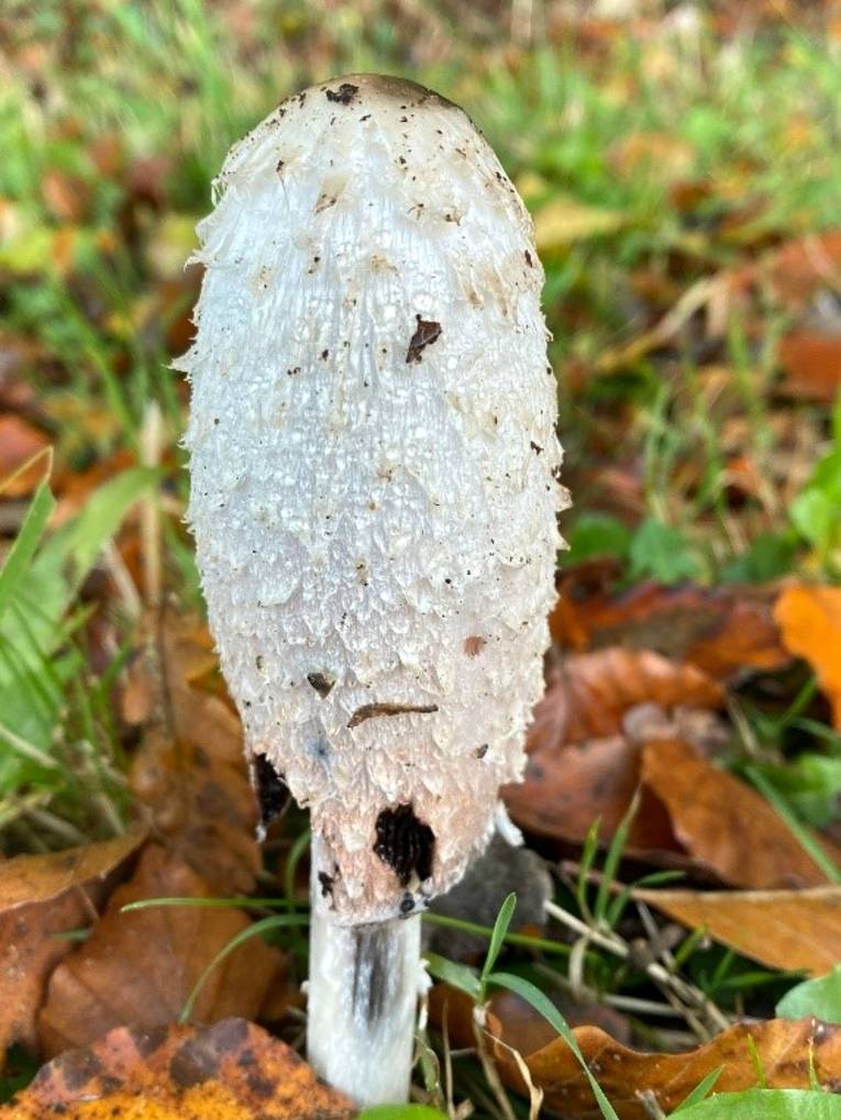 Ein ovaler, weißer, schuppiger Pilz kommt zwischen Herbstlauf aus dem Boden.