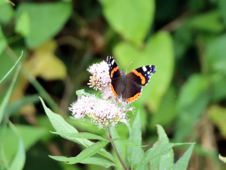 Ein Schmetterling sitzt auf einer Blüte.