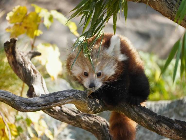 Ein Kleiner Panda sitzt auf einem Ast im Erlebnis-Zoo Hannover