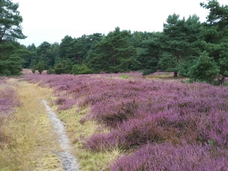 Heideblüte Reiterheide/Blankes Flat