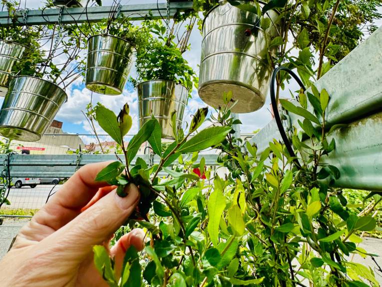 Landwirtschaft mitten in der Stadt: Ernten vom CityFarmer-Kubus