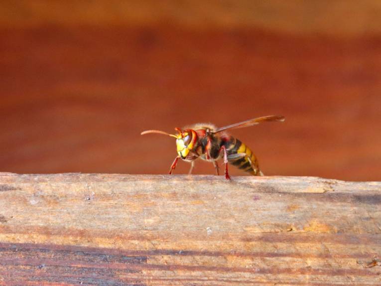 Eine Hornisse auf einem Holzbalken.