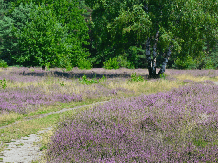 Zona di brughiera vicino ad Abbensen/Helstorf