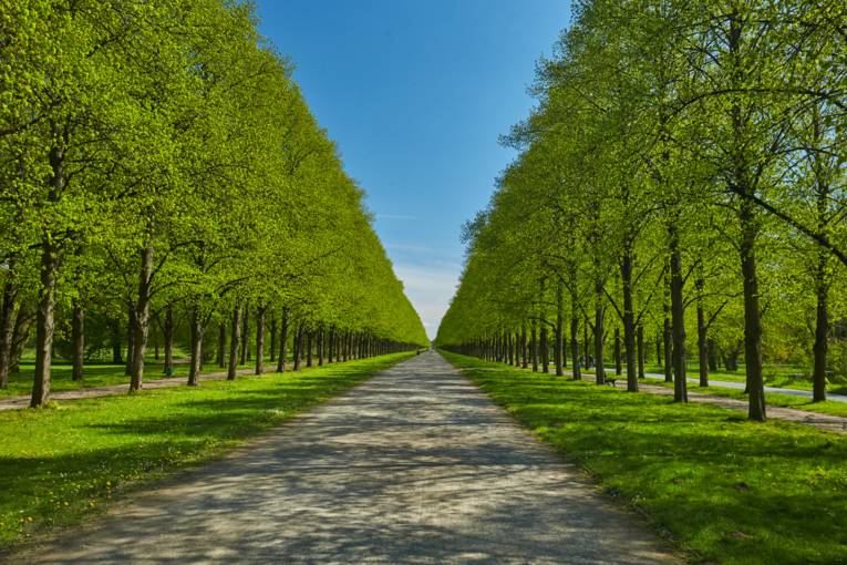 Allee in den Herrenhäuser Gärten