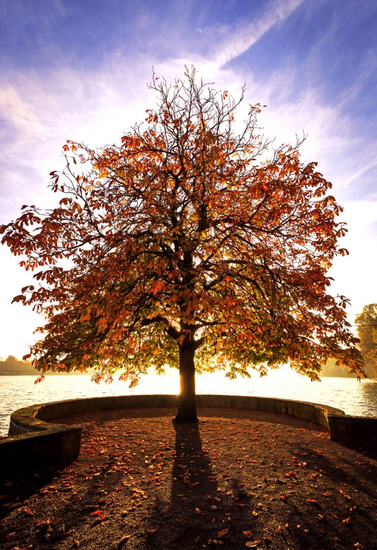 Herbstlicher Baum am Maschsee