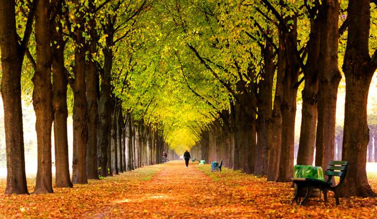 Autumn walk in the Herrenhäuser Allee