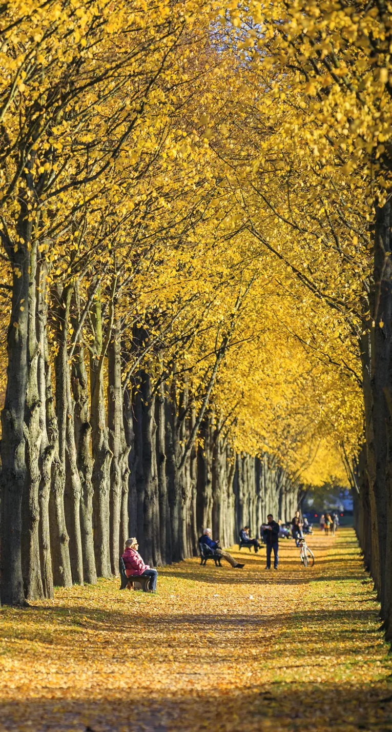 A Avenida Herrenhäuser no outono