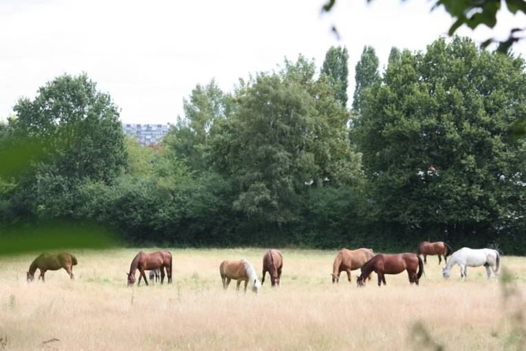 Ahlem-Badenstedt-Davenstedt