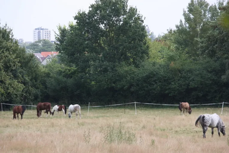 Ahlem–Badenstedt–Davenstedt
