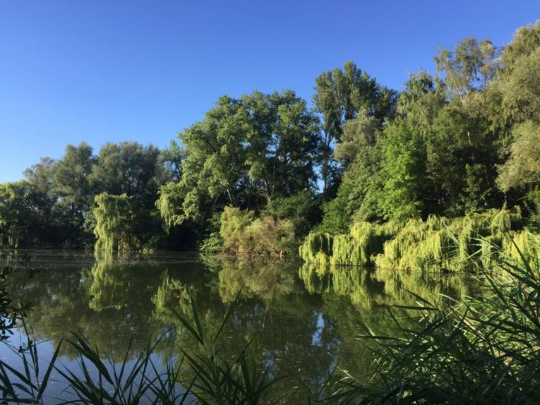 Döhren – damme
