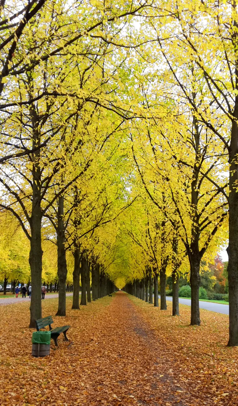 Herrenhäuser Allee