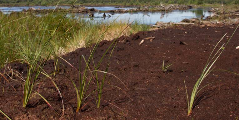 Moorlandschaft mit moorspezifischen Gräsern, der Boden ist feucht und torfhaltig.