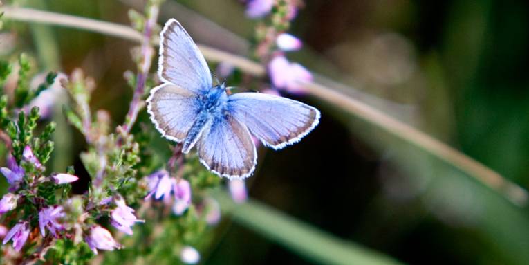 Blauer Schmetterling, der über Heidekraut schwebt
