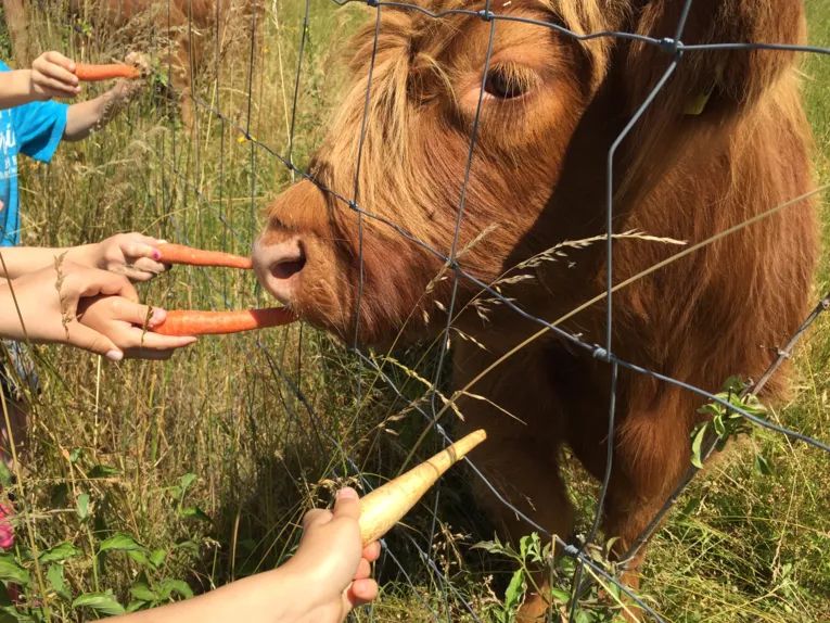 Kinderhände mit Möhren, ein Rind hinter einem Weidezaun, das gefüttert wird