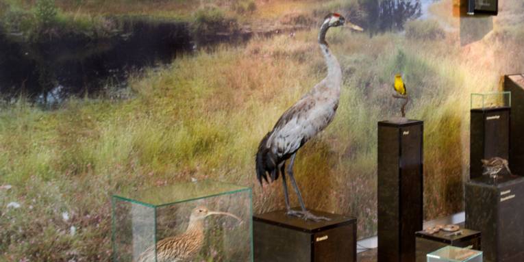 Ausstellungsfläche in einem Gebäude mit Vögeln und anderen Tieren, die im Moor leben